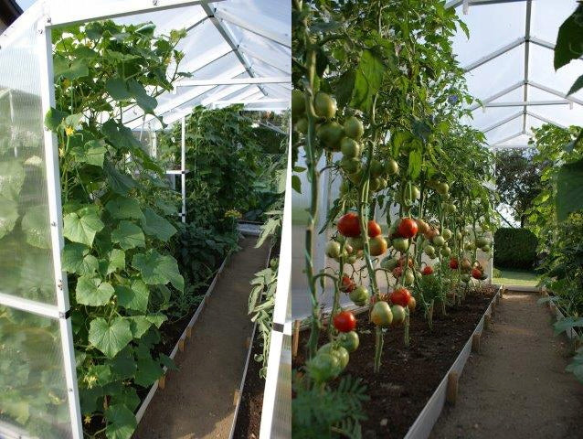 GARDEN GREENHOUSE MADE OF POLYCARBONATE 12m2 POLYCARBONATE TUNNEL 210X606 PTF Product height 191 cm