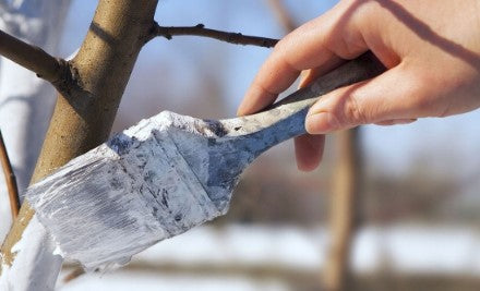 GARDEN LIME FERTILIZER FOR DEACIDIFYING BLEACHING TRUNKS OF SHRUB TREES 2KG BIOVITA Fertilizer type calcium