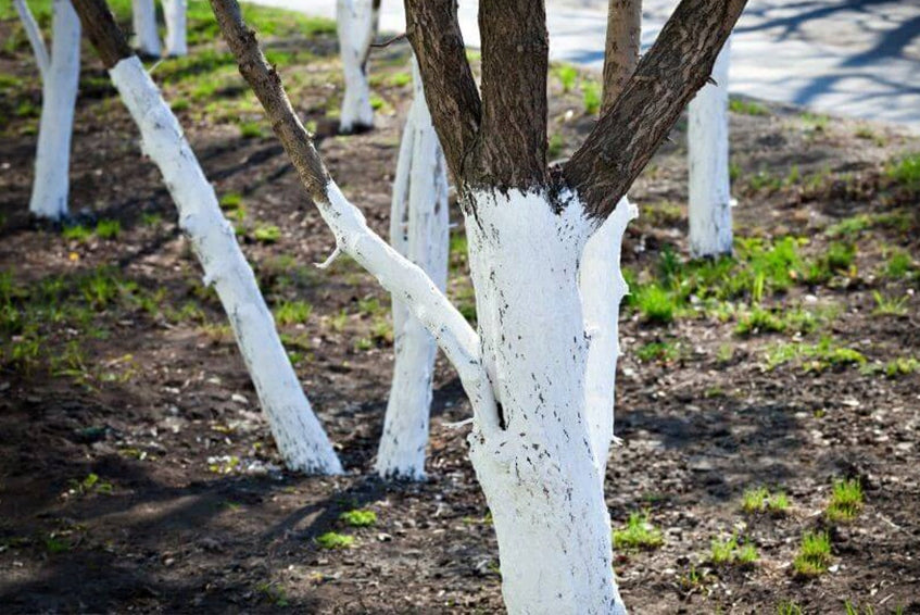 GARDEN LIME FERTILIZER FOR DEACIDIFYING BLEACHING TRUNKS OF SHRUB TREES 2KG BIOVITA Form powder