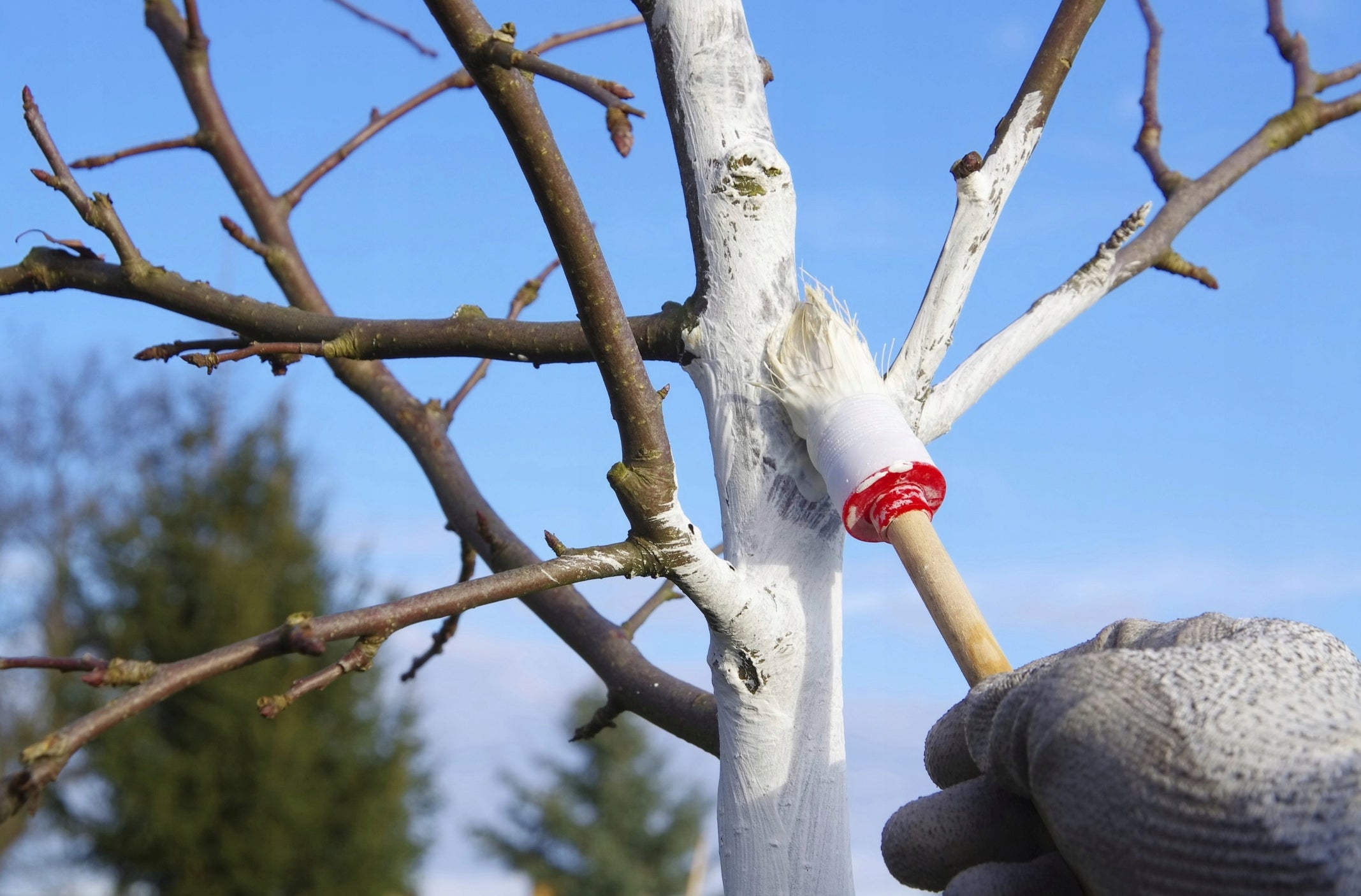 GARDEN LIME FERTILIZER FOR DEACIDIFYING BLEACHING TRUNKS OF SHRUB TREES 2KG BIOVITA Manufacturer code EXOWAPBIOV2KG