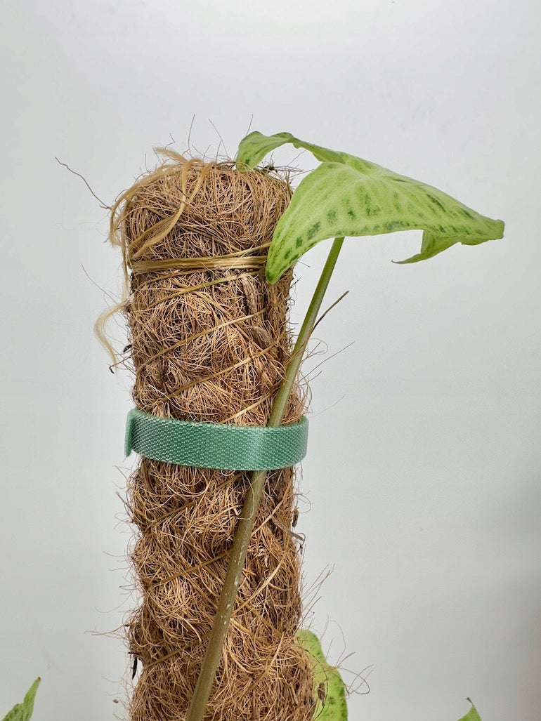 GARDEN VELCRO TAPE FOR PLANTS 5m REUSABLE LIGATION POWER Brand Gardlov