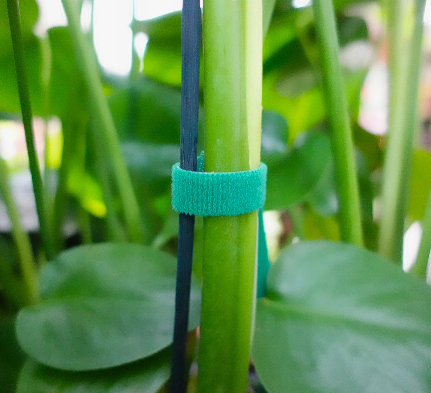 GARDENING TAPE MULTIFUNCTIONAL ROLL BAND 12,5mm x 2m VELCRO FOR PLANTS Packaging status original