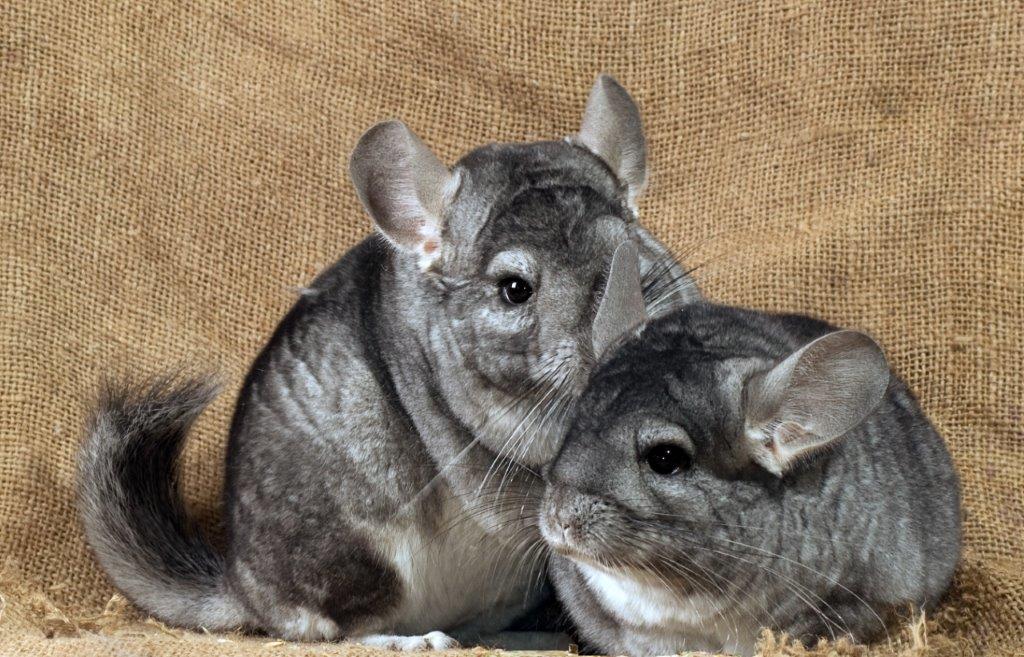 GRANULES FOR CHINCHILLAS 2 Kg FOOD Brand Agro