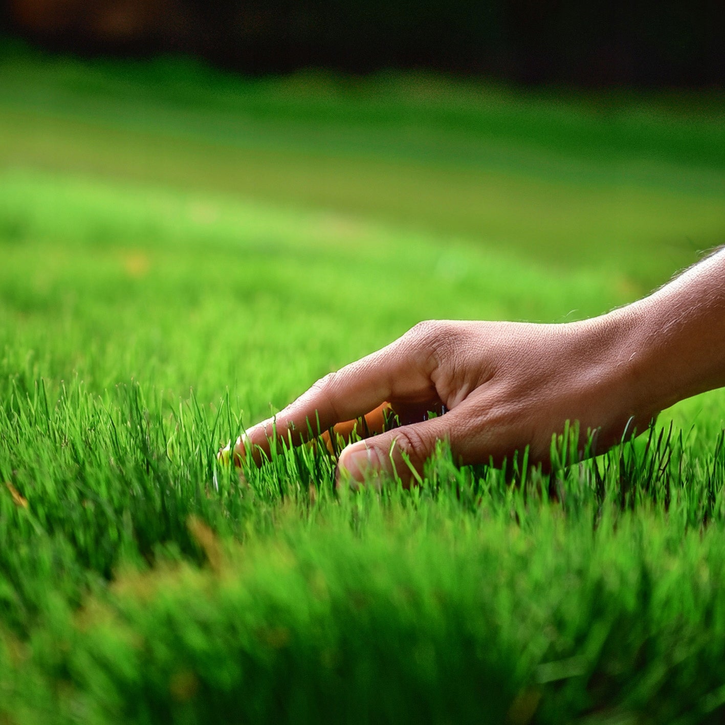 GRASS FERTILIZER Fights MECH Lawn Conditioner ANTIMECH 25Kg Iron Packaging status original