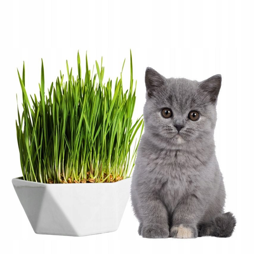 GRASS for cat OATS and BARLEY - for sowing