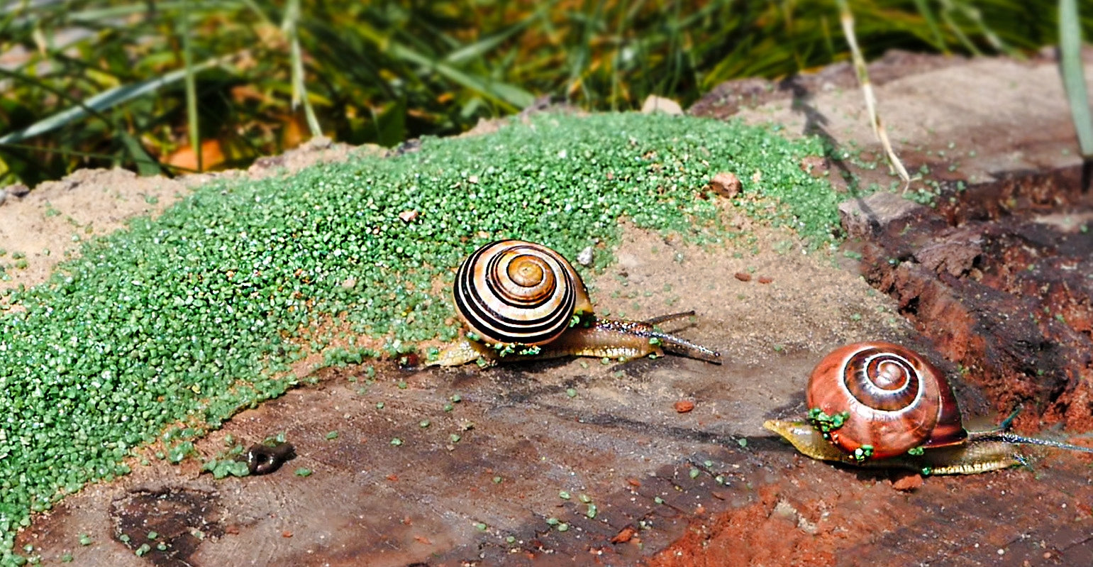 GREEN BARRIER EFFECTIVE PROTECTION AGAINST SNAILS STRONG 3KG Brand Strong