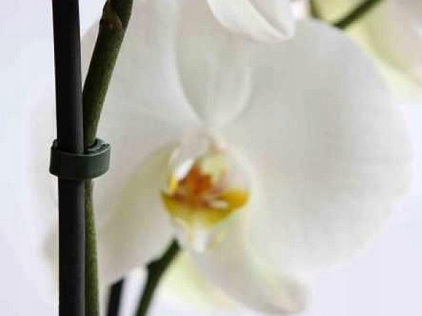 GREEN Toothed clip orchid shoot attachment 20pcs marina-comfort Brand no brand