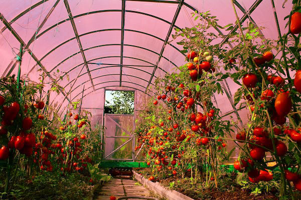 GREENHOUSE made of polycarbonate NANO AGRONOM LUX 3x6m 6mm 40x20 Width 3 m