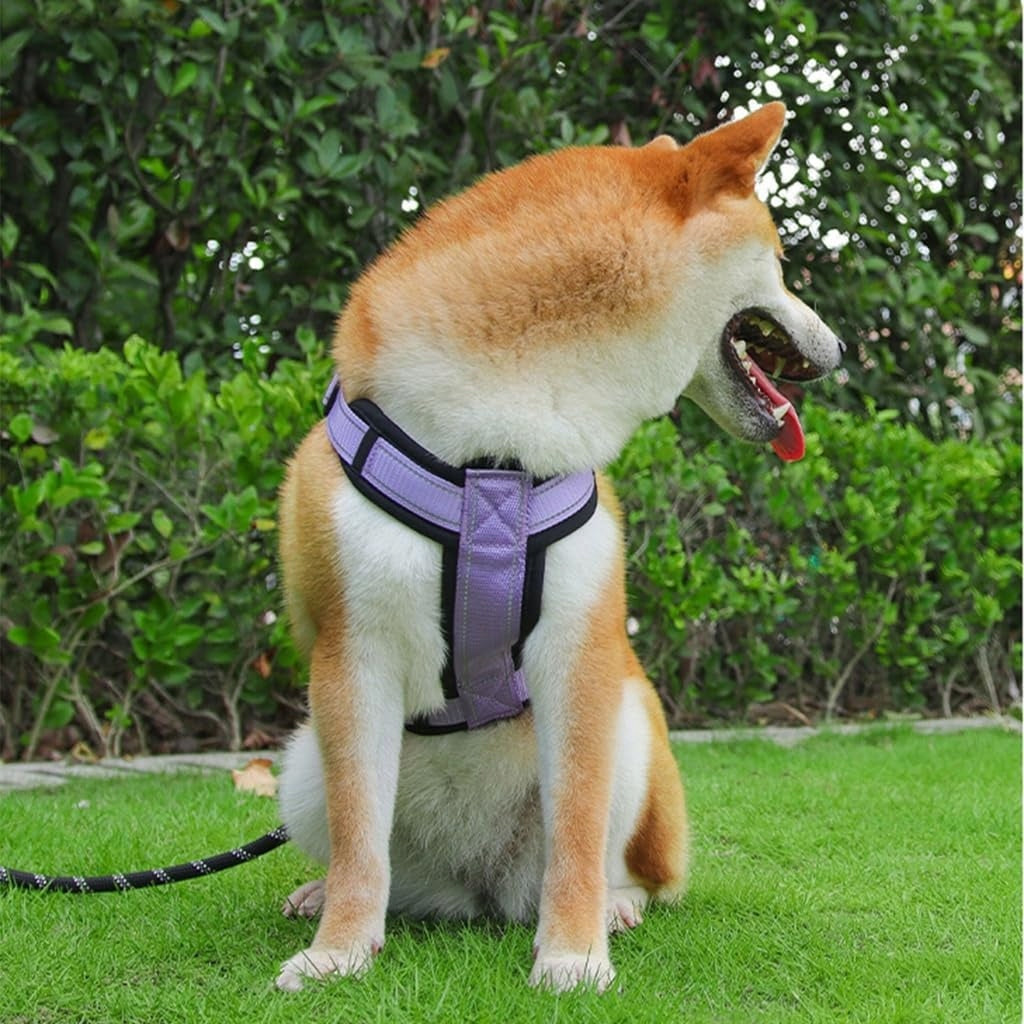 GUARD adjustable harness for small dog CAPRI black size S Kind walking harness