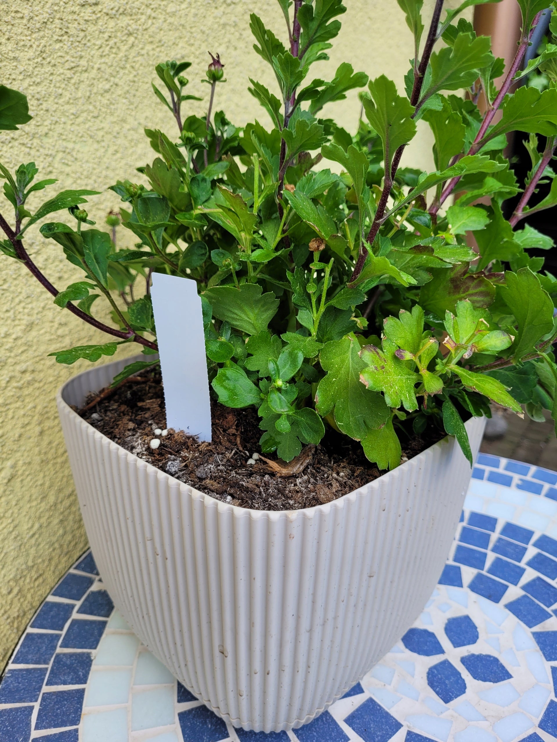 Garden Labels Pluggable Writing Arrows WHITE 105x23,5mm 100+MARKER Kind standing