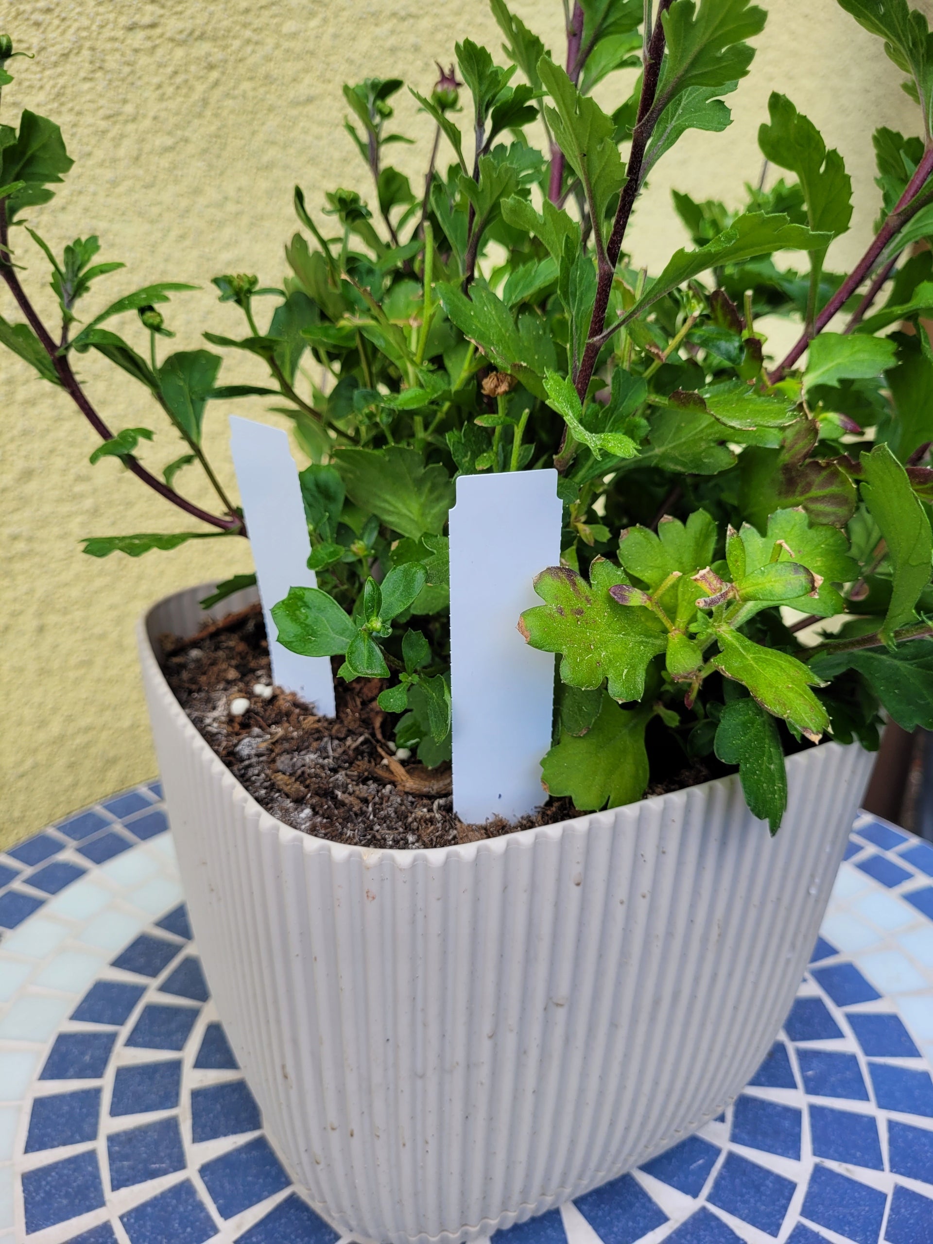 Garden Labels Pluggable Writing Arrows WHITE 105x23,5mm 100+MARKER Manufacturer code 5906477685595