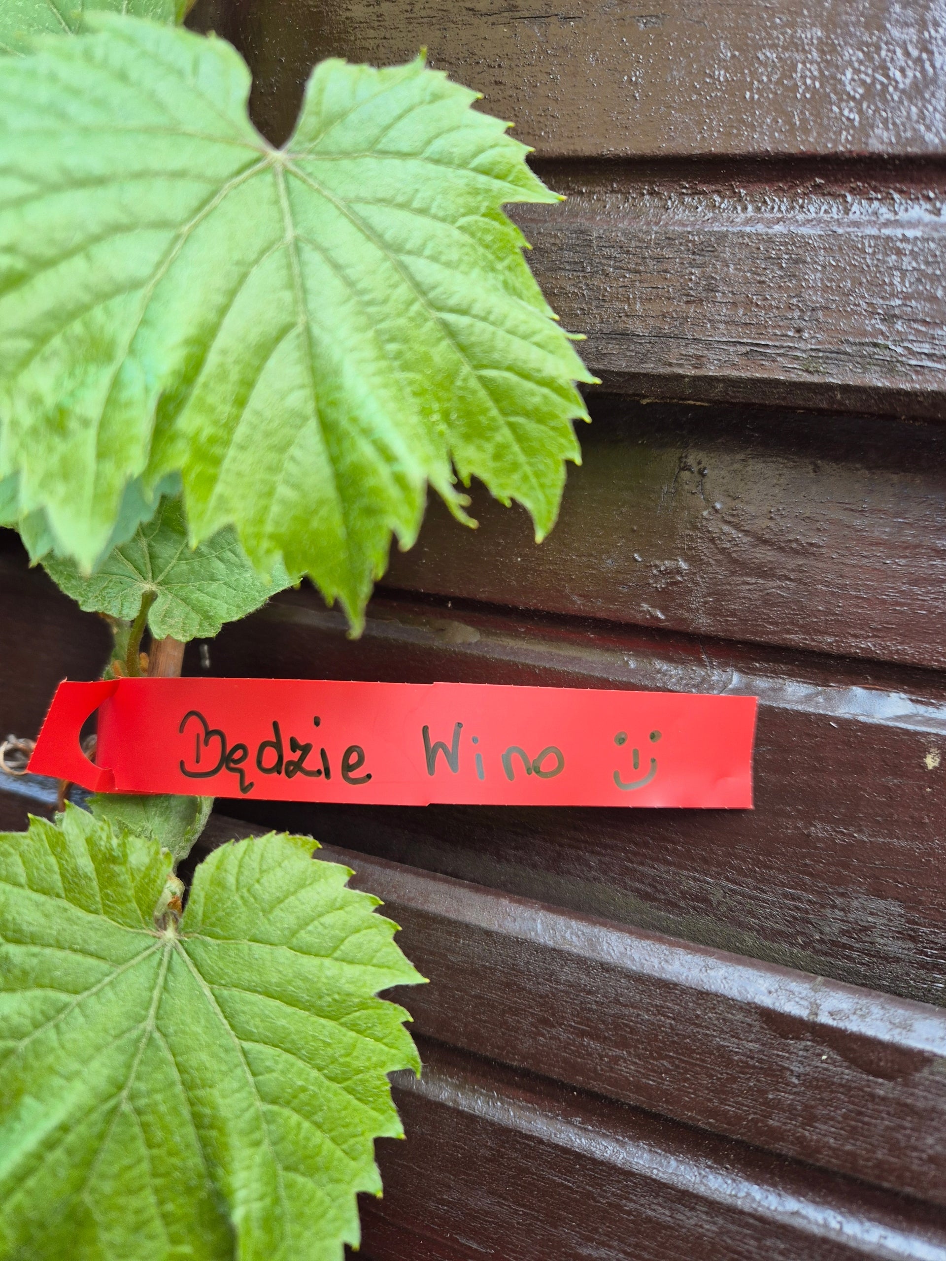 Gardening Loop Labels for Writing RED 200mm x 17mm (17x200) 100 Brand Garden Label