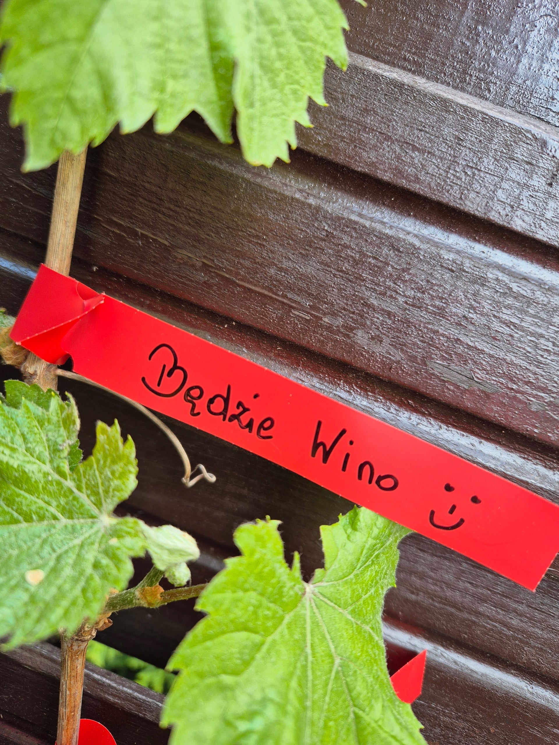 Gardening Loop Labels for Writing RED 200mm x 17mm (17x200) 100 Manufacturer code 5906477685380