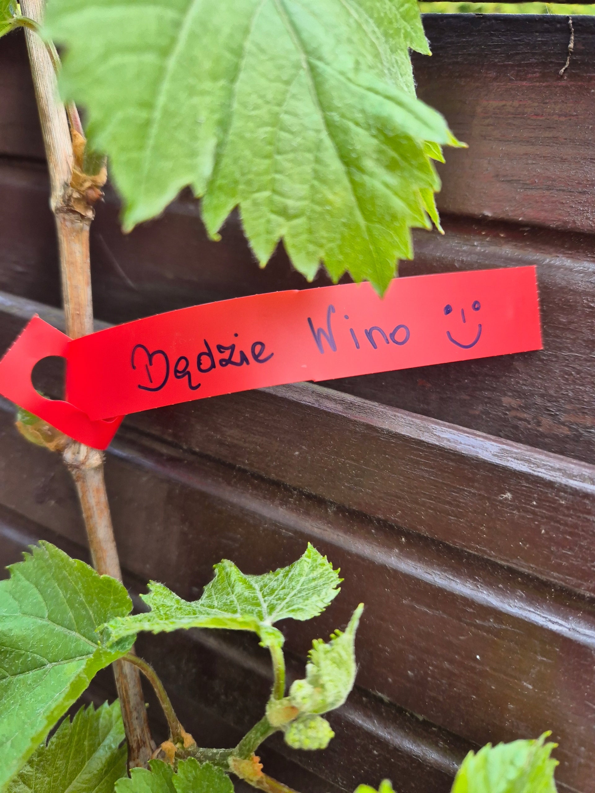 Gardening Loop Labels for Writing RED 200mm x 17mm (17x200) 100 Manufacturer code 5906477685380
