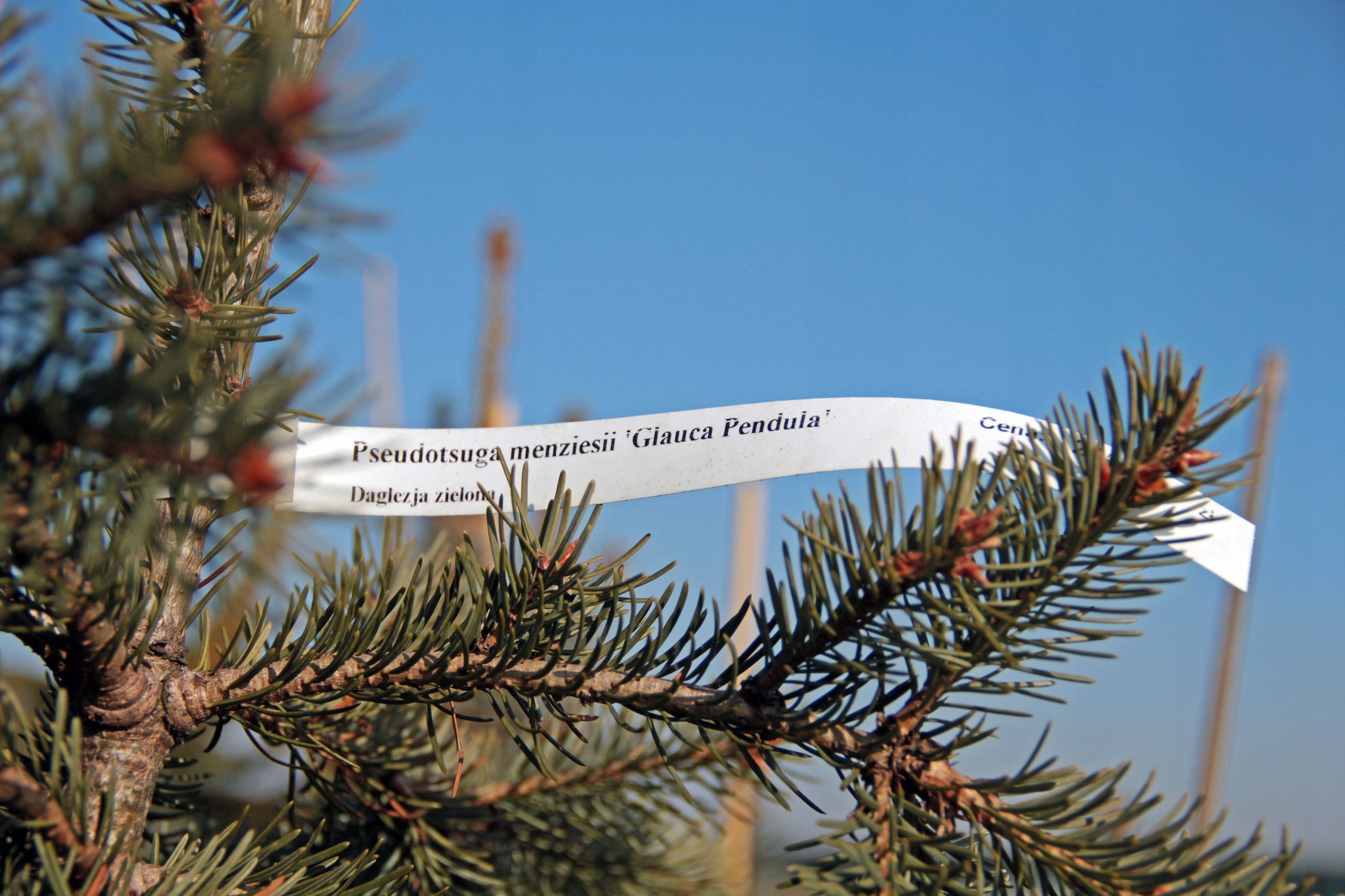 Gardening Loop Labels for Writing WHITE 160mm x 17mm (17x160) 100 pcs EAN (GTIN) 5906477685106