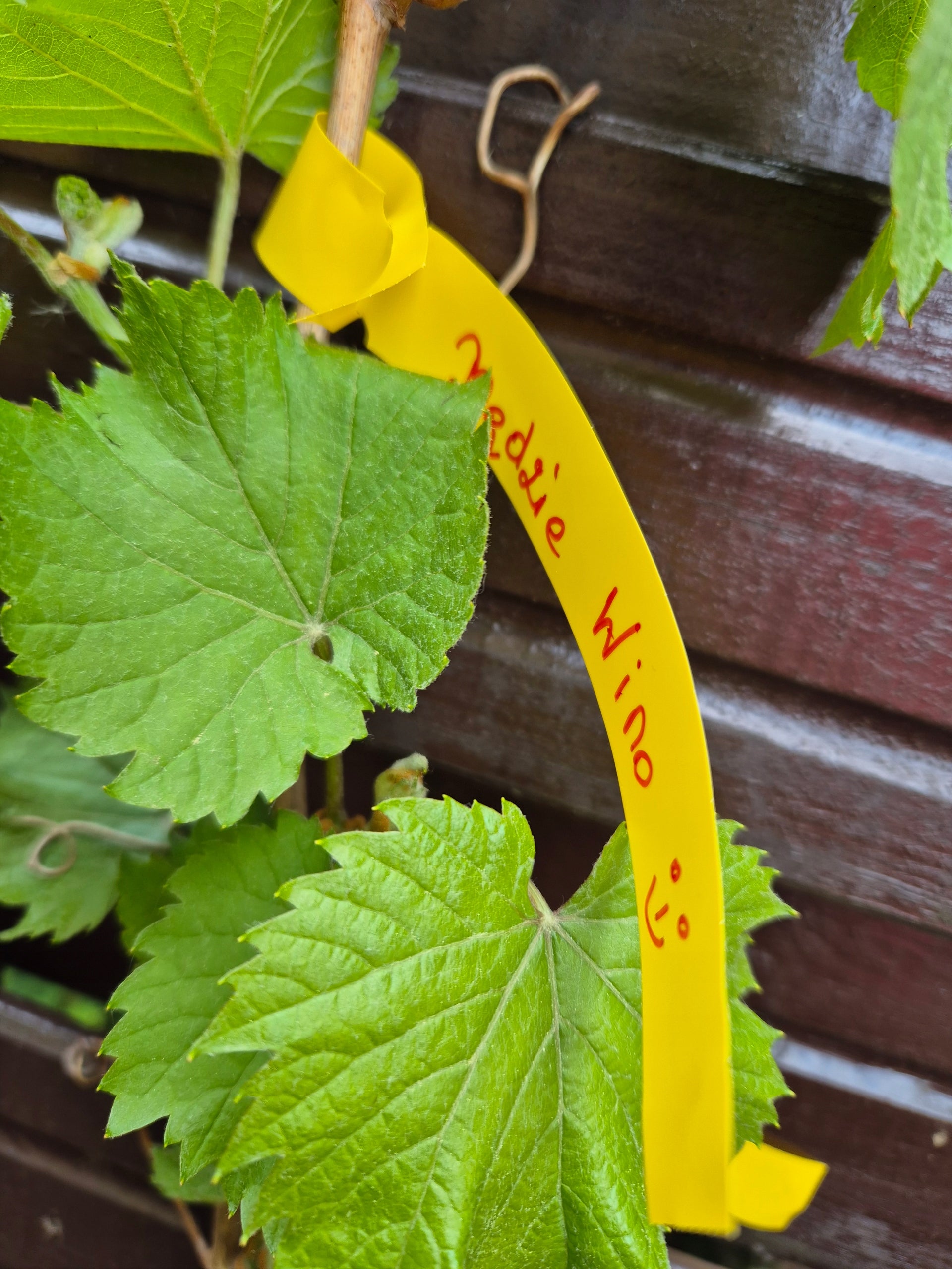 Gardening Loop Labels for Writing YELLOW 200mm x 17mm (17x200) 100pcs Brand Garden Label