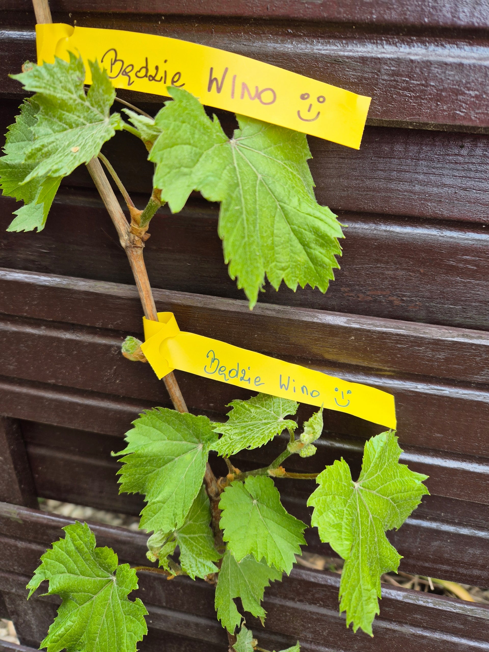 Gardening Loop Labels for Writing YELLOW 200mm x 17mm (17x200) 100pcs Manufacturer code 5906477685373