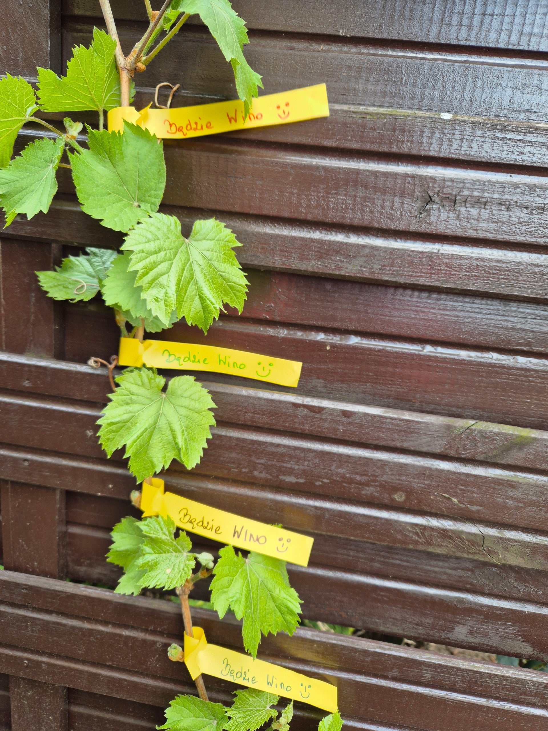Gardening Loop Labels for Writing YELLOW 200mm x 17mm (17x200) 100pcs Number of pieces 100 pcs