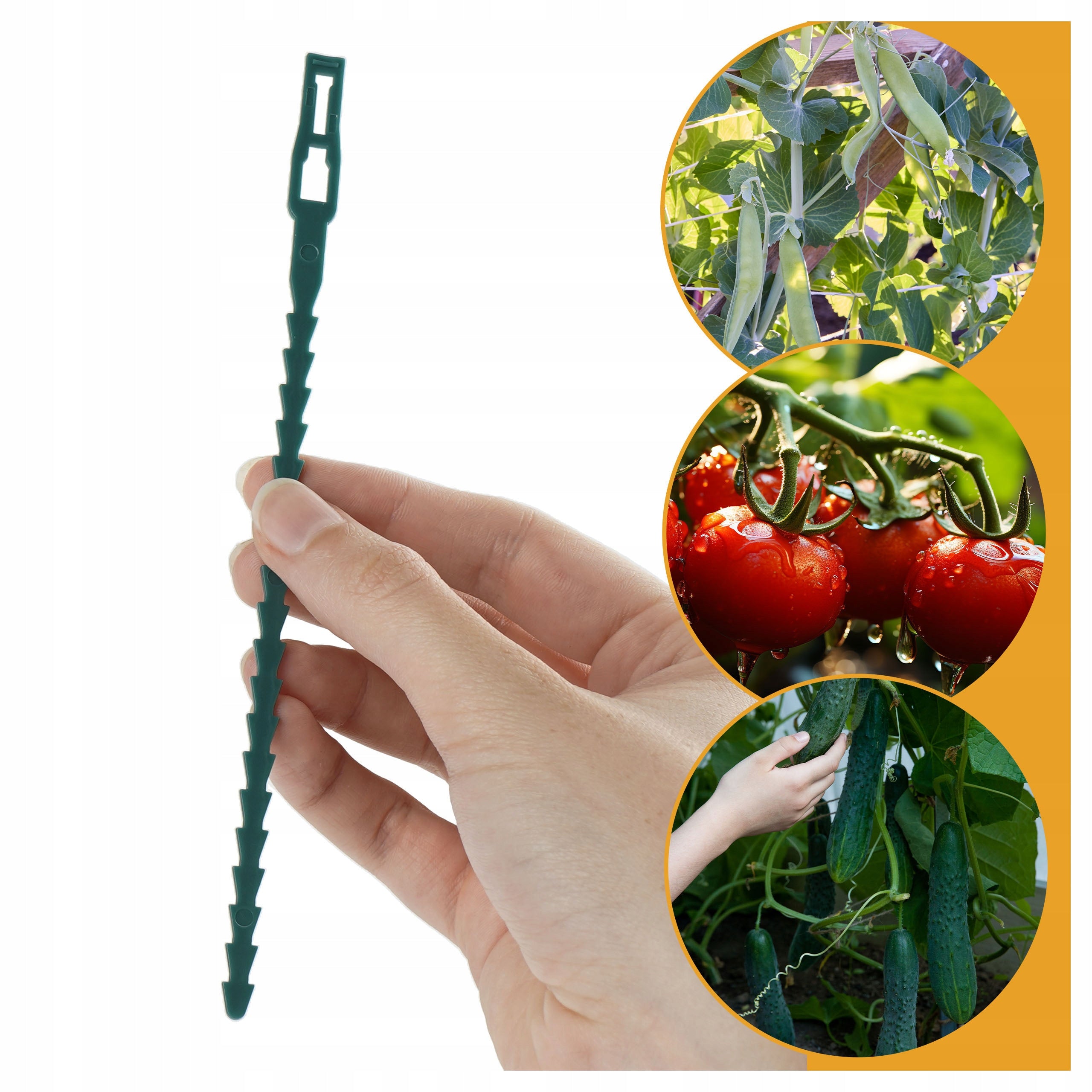 Gardening bands for stem plants 17 cm green cardigan strong 50 pcs Brand Begris