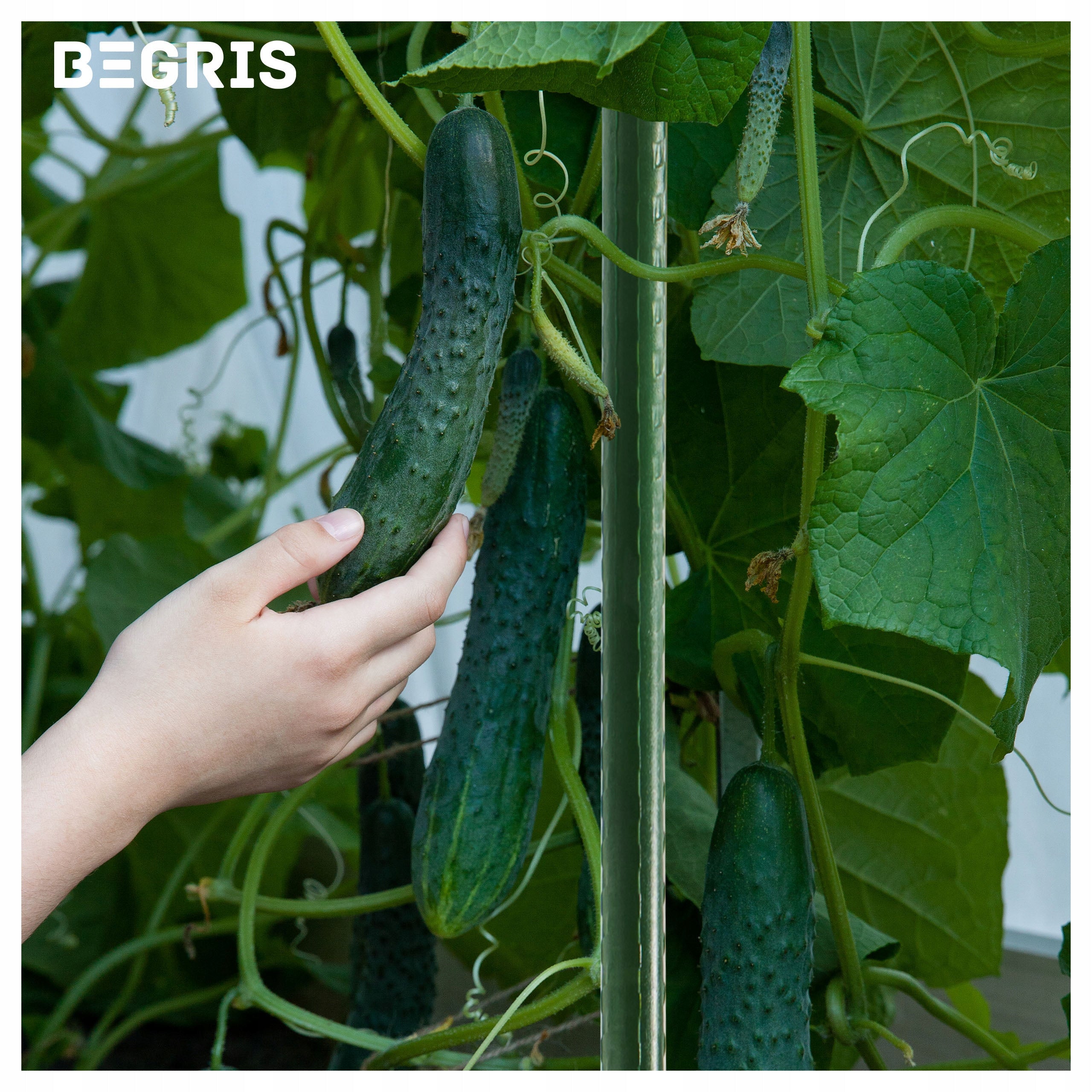 Gardening bands for stem plants 17 cm green cardigan strong 50 pcs Product height 17 cm