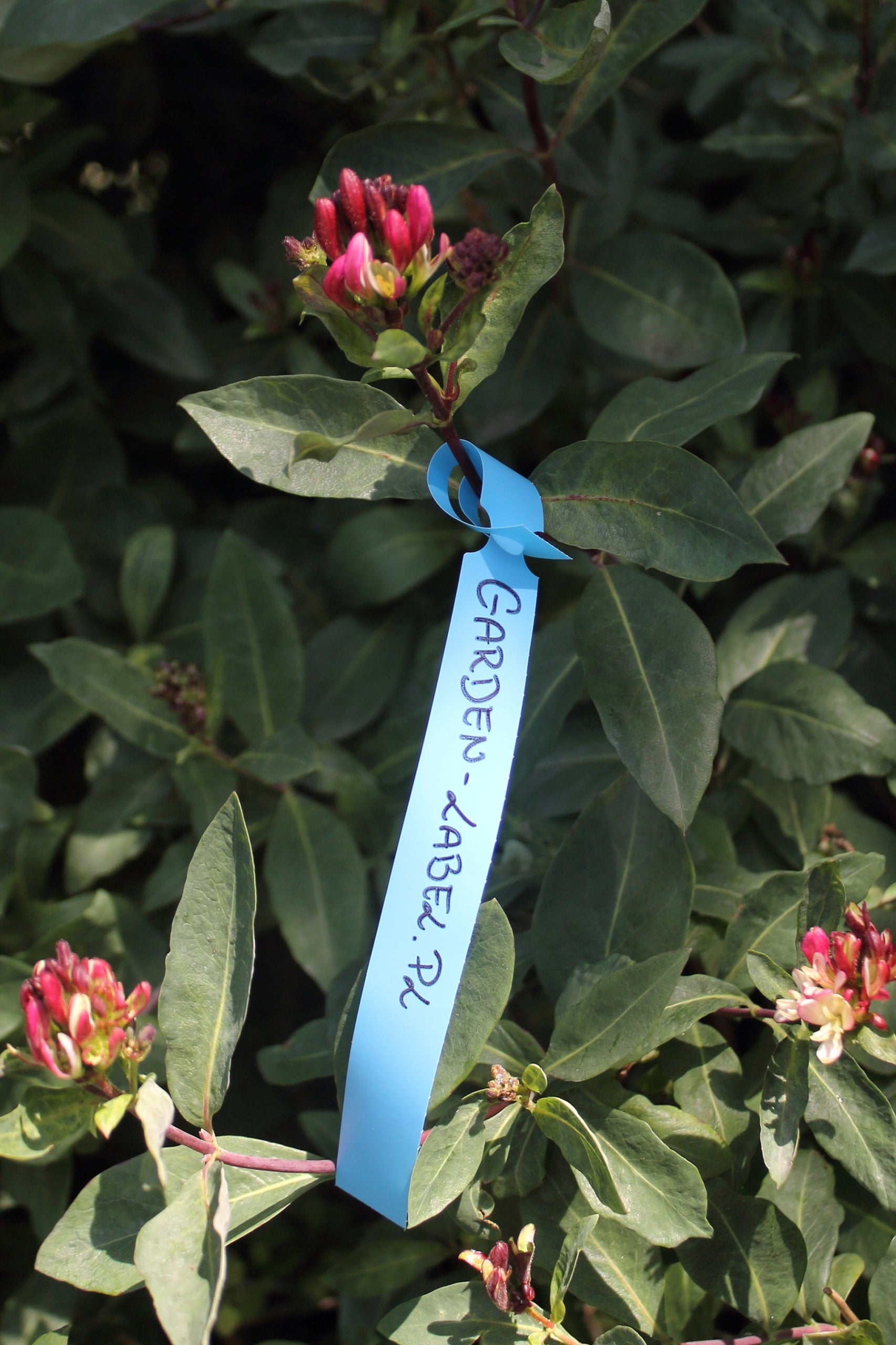 Gardening labels - orchard loop WHITE 200x17mm (17x200) 500 pieces Width 17 mm