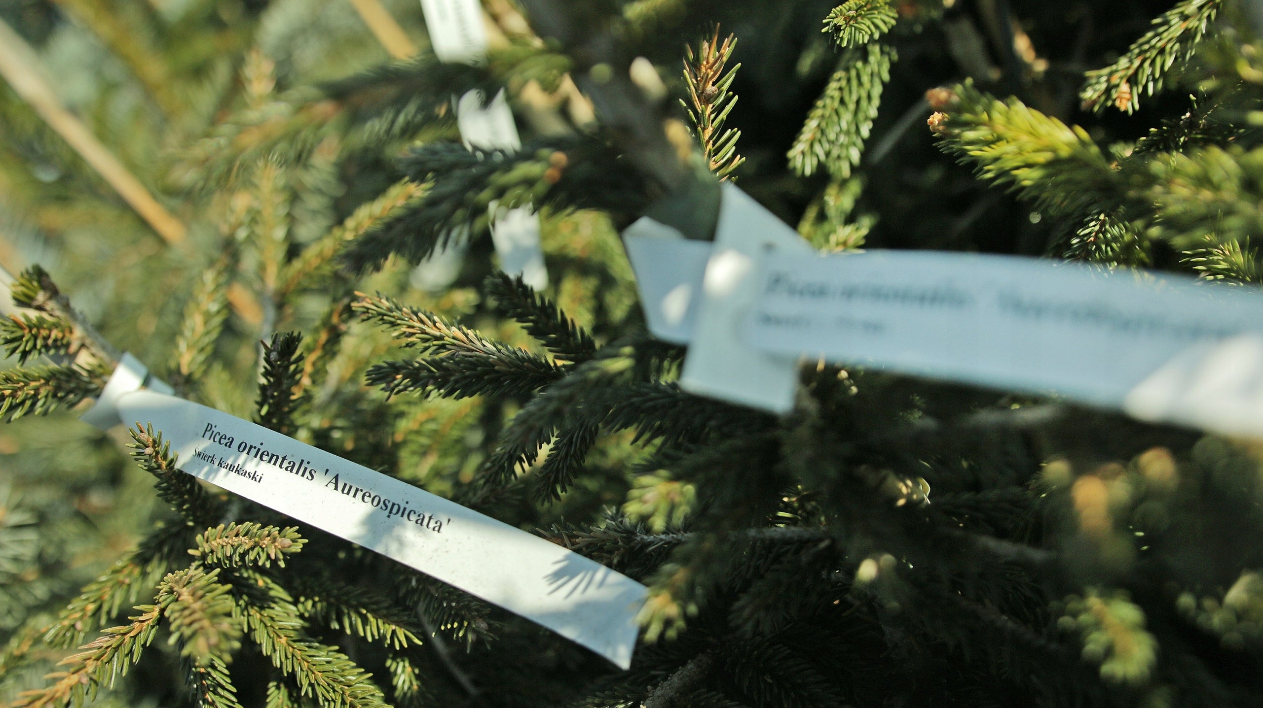 Gardening labels orchard loops WHITE BDUŻE 200x25mm (25x200) 100 Packaging status original