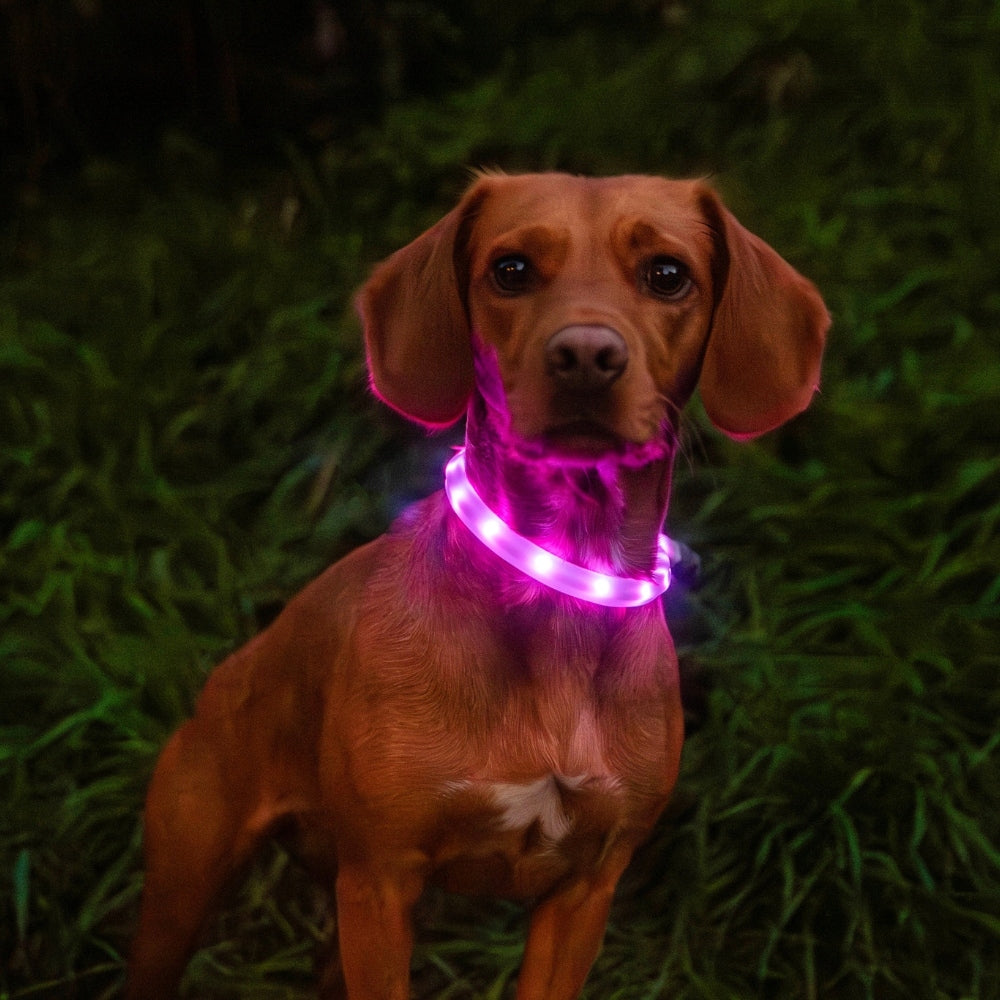 Glowing Dog Safety Collar with Rechargeable Battery - Mountain Paws Packaging status original