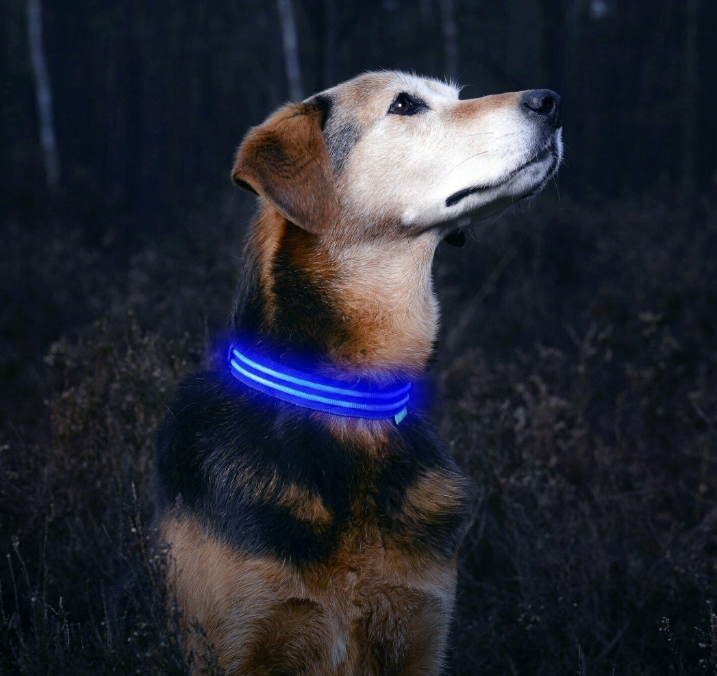 Glowing LED Dog Collar - Night Visibility Blue M