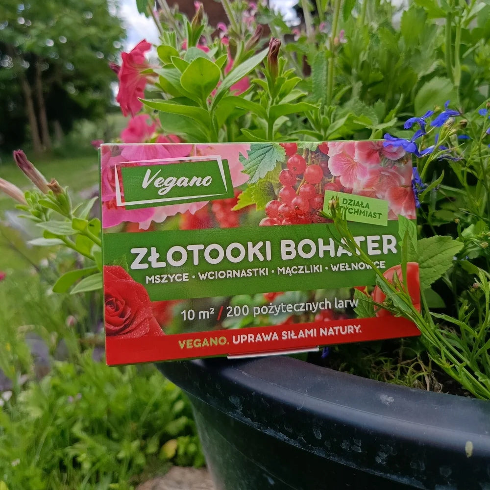 Gold-eyed hero aphids whiteflies and woolly Vegano 200 larvae 10m2 protection Purpose against pests