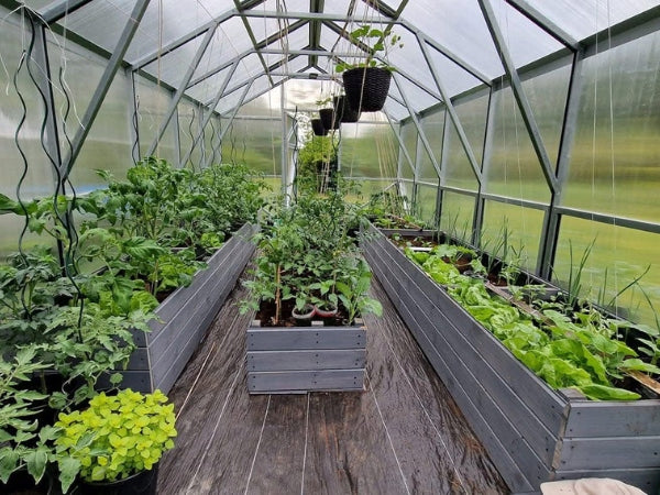Greenhouse house made of polycarbonate 3x6 m PW 6 mm Strong profiles Steel Victoria Product height 250 cm