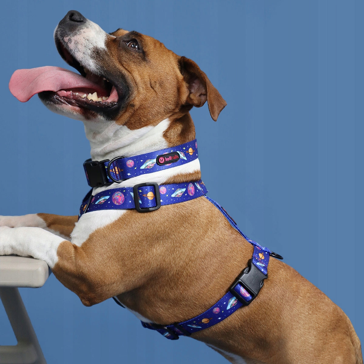 Guard Harness for Small Dog Pressure-Free Adjustable Waterproof NO ABSORB Manufacturer code Szelki Guard NO ABSORB Helltails Cosmic Bloom