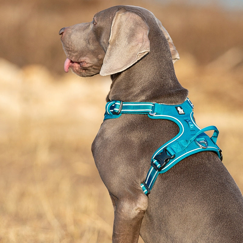 Guard TrueLove M Dog Harness Beagle Bulldog – Premium Adjustable, Strong Size M