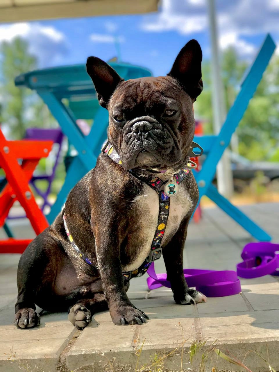 H-shaped anatomical dog harness with QR passport, NASA, r. M Color multicolor