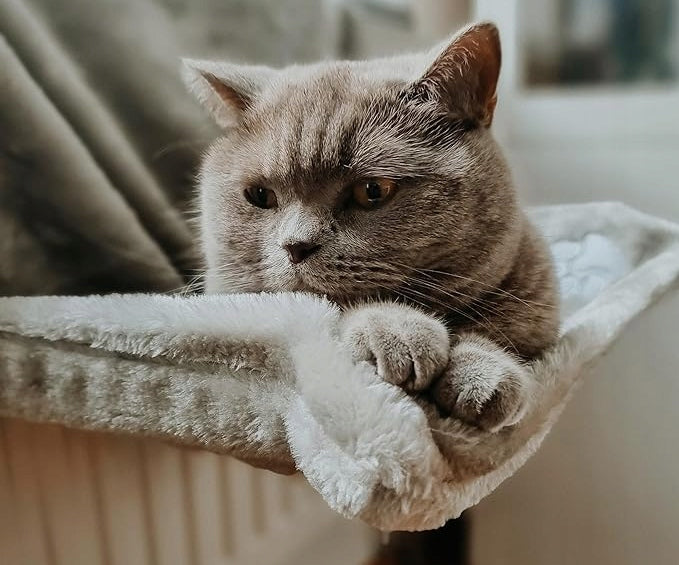 HAMMOCK BED HANGING PLUSH CAT BED FOR RADIATOR Kind bed