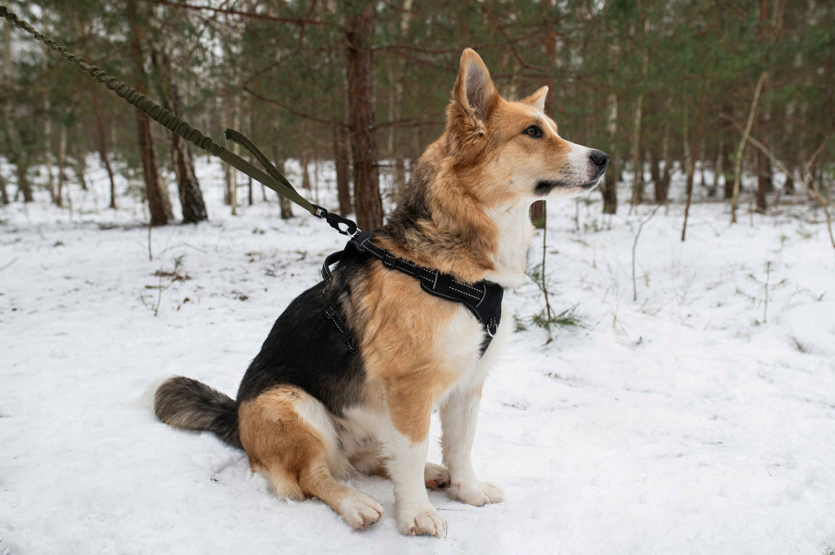 HARNESS COMFORT XS BLUE Neck:50-60cm Chest:60-70cm PETNOVA Packaging status original