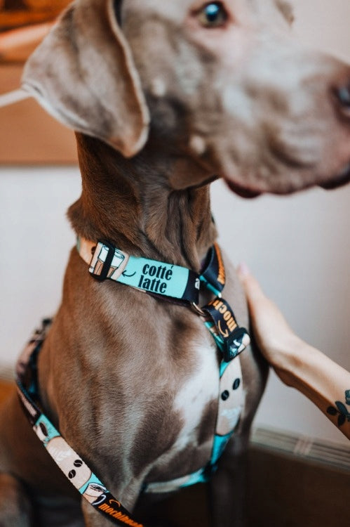 HARNESS GUARD LED BUCKLE for dog PIESPRESSO width 20mm adjustment 30-50cm Brand Matteo
