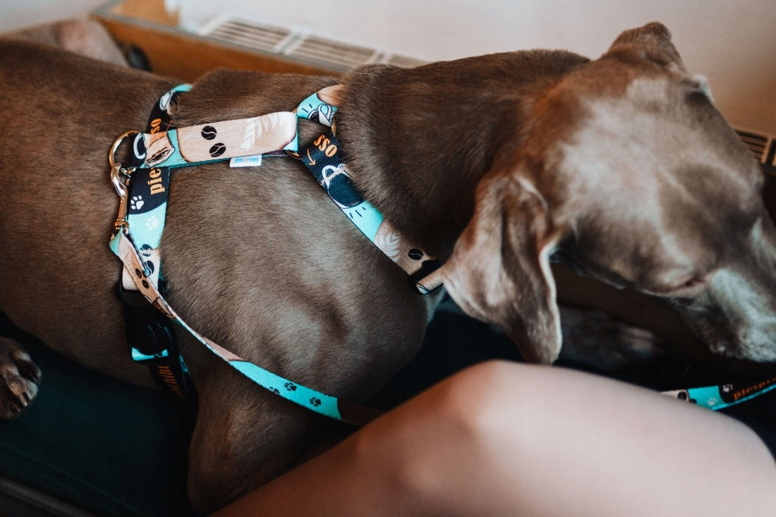 HARNESS GUARD LED BUCKLE for dog PIESPRESSO width 20mm adjustment 30-50cm Manufacturer code 08319