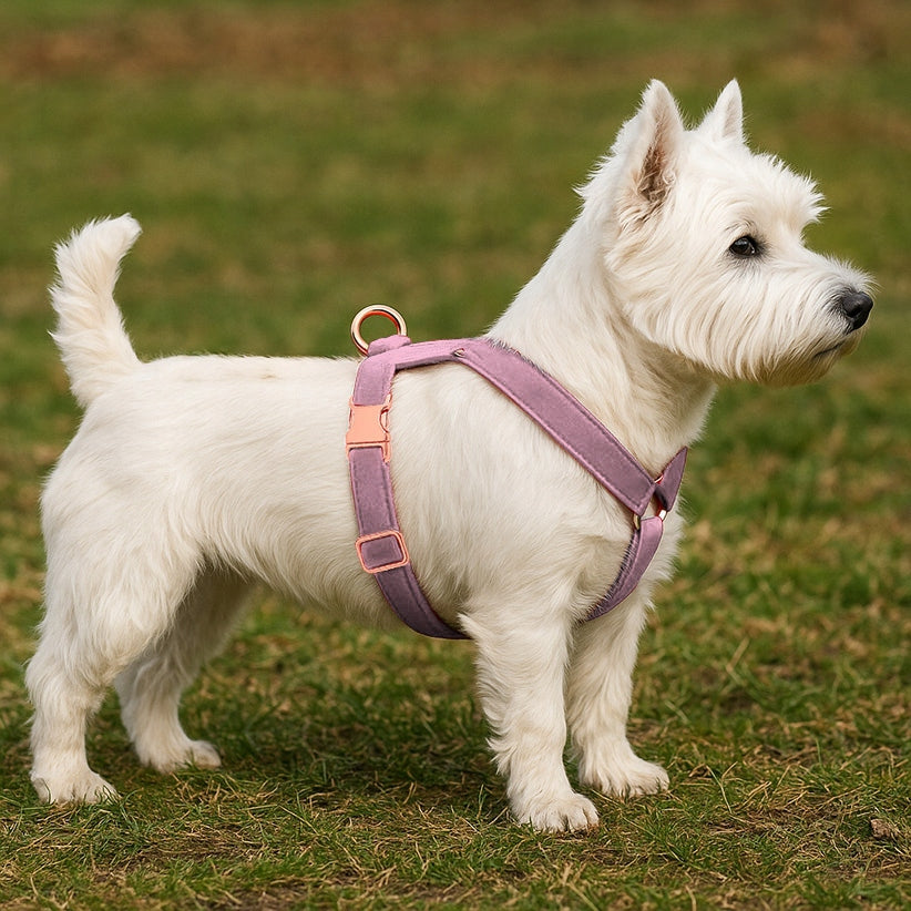 HARNESS GUARD VELOUR FOR DOG ADJUSTABLE PRESSURE-FREE COMFORTABLE VELOUR ros. M Size M