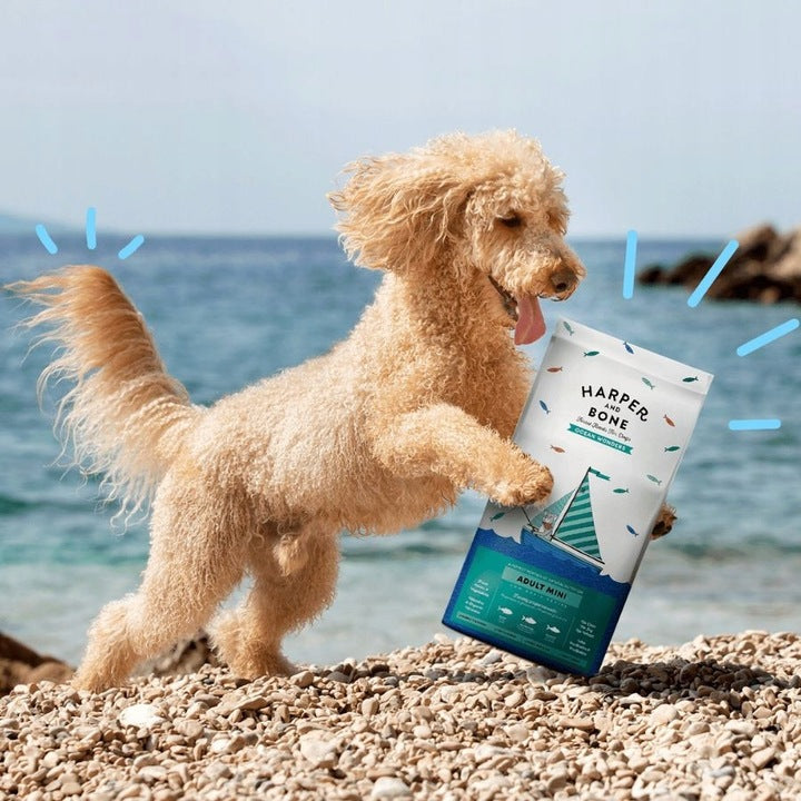 HARPER and BONE MINI for Dog Small Breeds 50% Meat Fish SALMON Tuna 10kg Manufacturer code 8413037372149