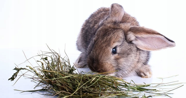HAY 5 KG FOR RABBITS AND RODENTS NATURAL Manufacturer code MODIMO