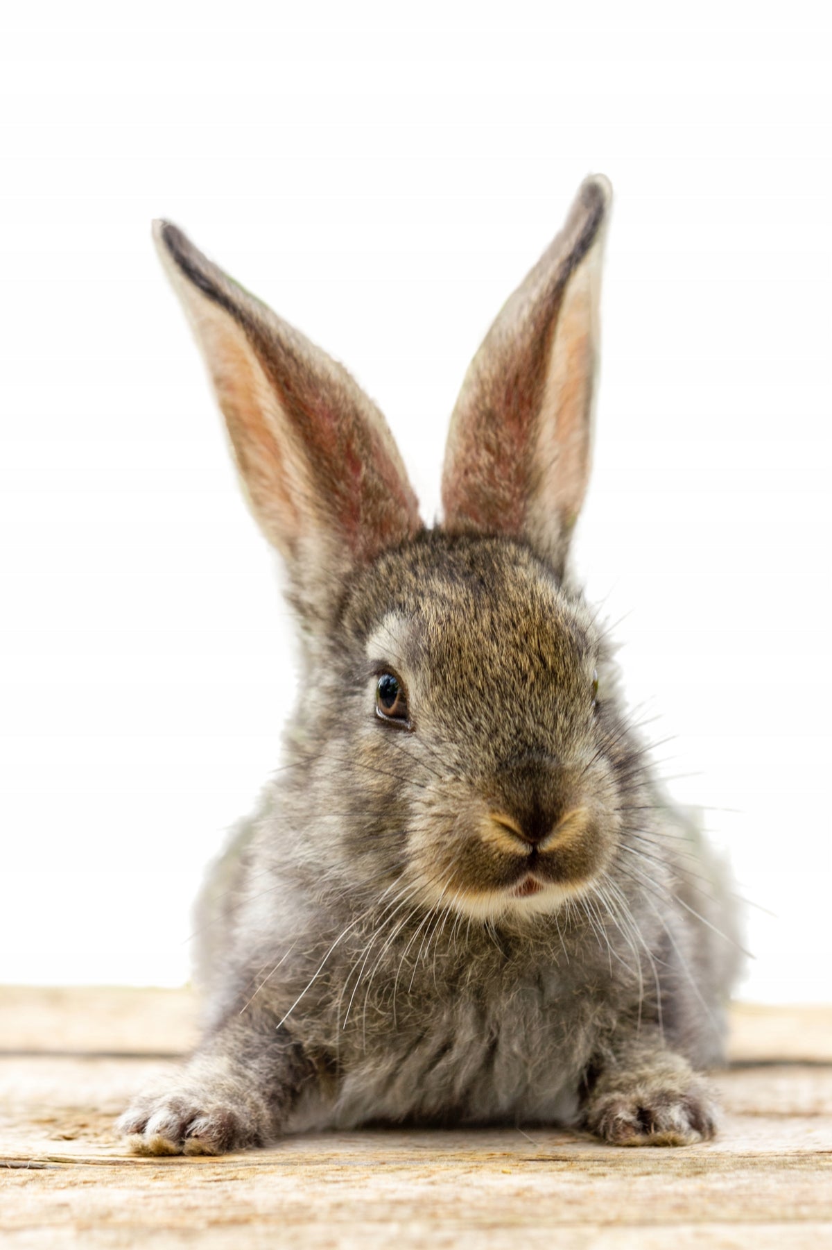 HERBS AND TWIGS FOR RABBIT 100g HAM STAKE Manufacturer code 5903707322008