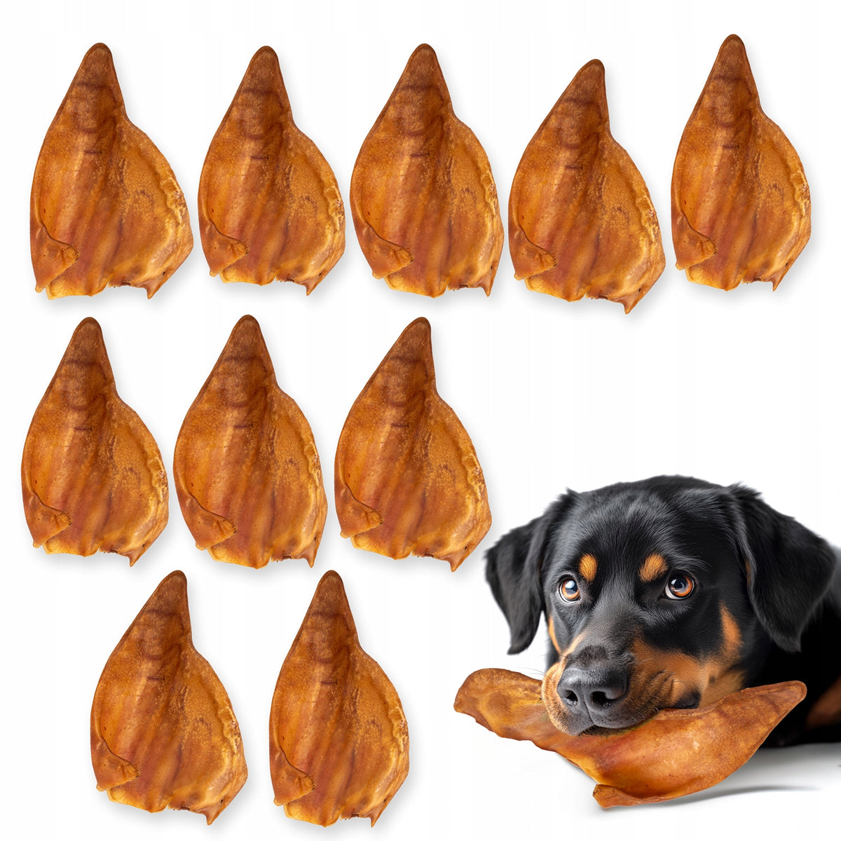 HOCKY Snack Treat Dried Dog Teether Pork Ear 10 Pack