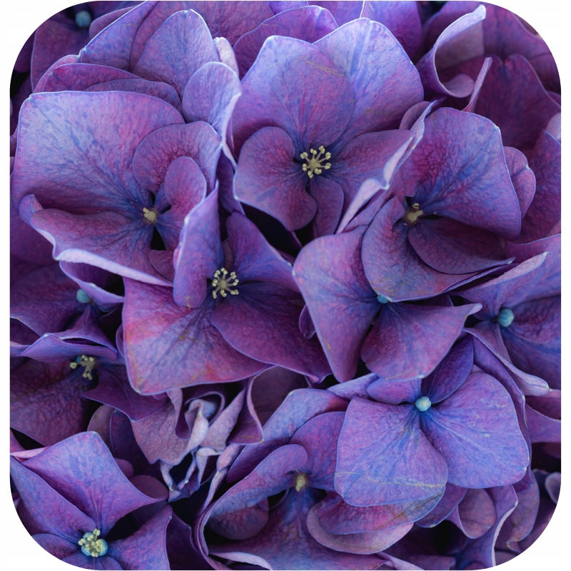 HYDRANGEA FERTILIZER 1KG NPK Granulated Garden Bouquet Hydrangeas Purpose for flower care for balcony plants for acid-loving plants