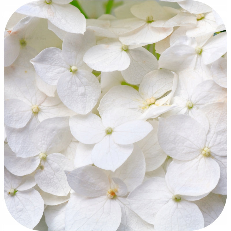 HYDRANGEA FERTILIZER 1KG NPK Granulated Garden Bouquet Hydrangeas Volume 1 l