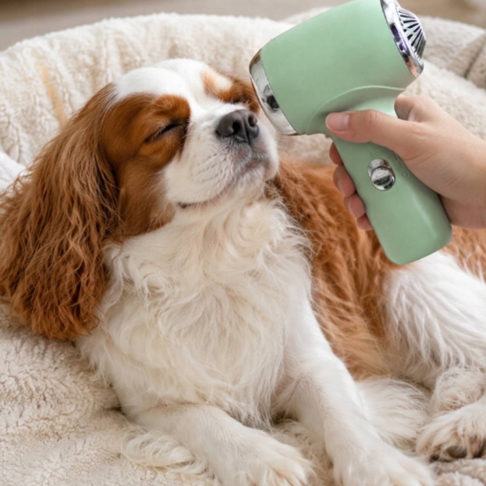 Handheld Pet Dryer Low-Noise Pet Hair Dryer Constant-Temperature for Dogs Brand no brand