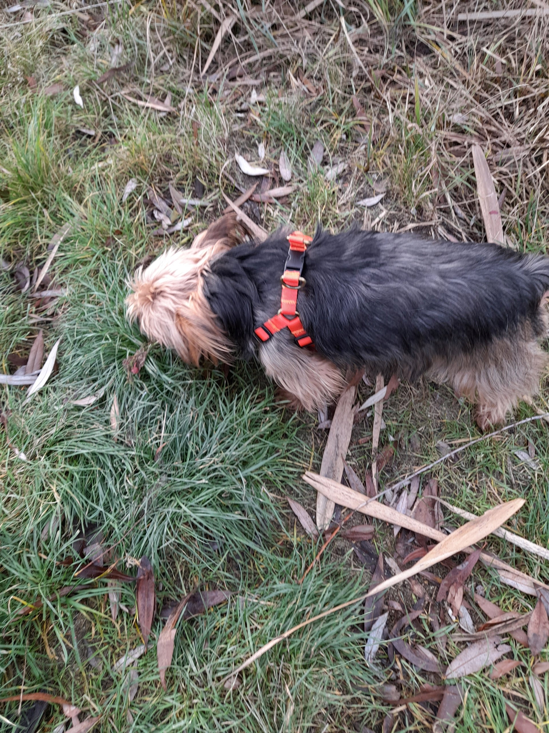 Harness for Small Dog or Puppy S/M 25/47 15mm Manufacturer code szelki