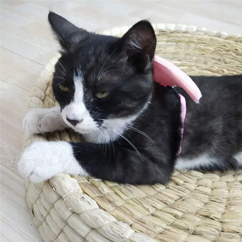 Harness for cat ANGEL WINGS leash Brand Reddy Zoo