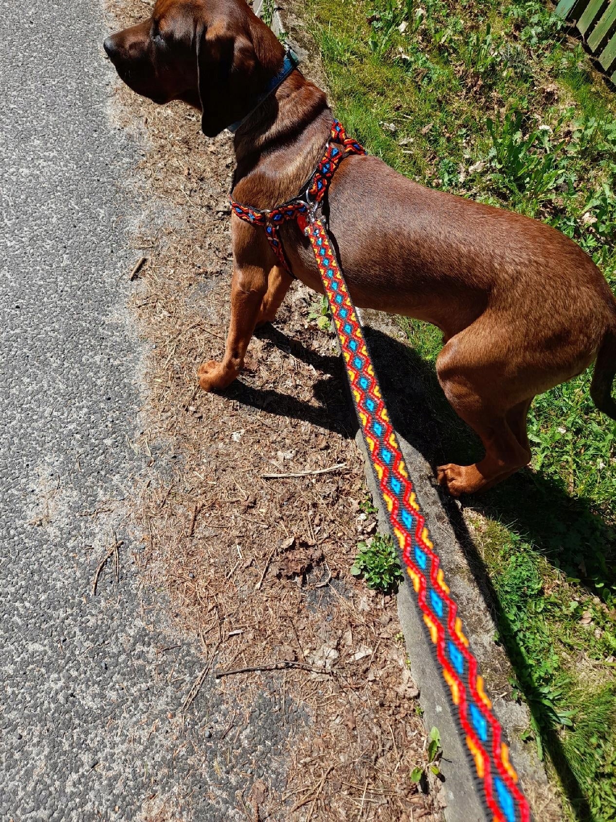 Harness for medium and small dog 25mm ML Decorative Strong Different Designs SUNKA Trade name Szelki dla psa spacerowe
