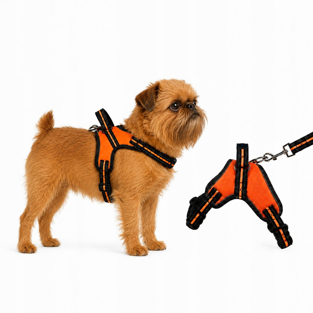 Harness for small dog light pincher Havanese Lhasa Apso Lowchen size S