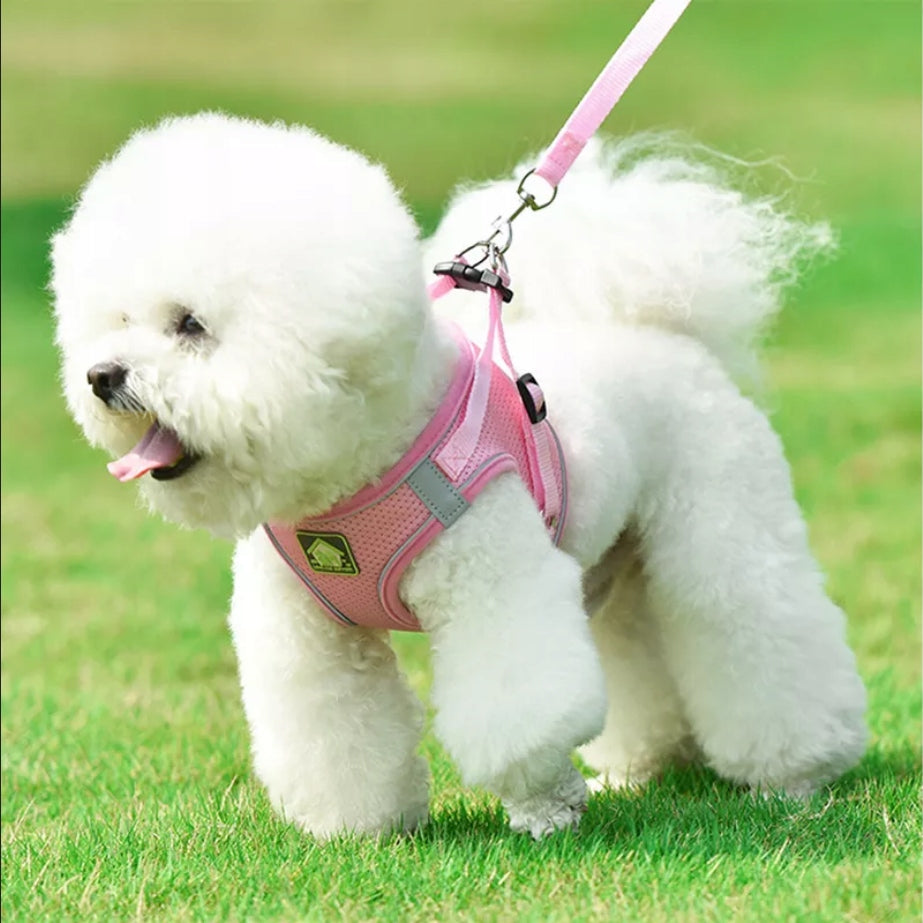 Harness leash for walking dog XS-XL 1,5-10 kg Brand no brand